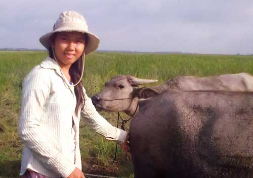 Ngọc Duyên chăn trâu mướn hằng ngày