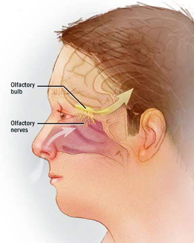 Cơ chế tấn công não của ký sinh trùng Naegleria fowleri