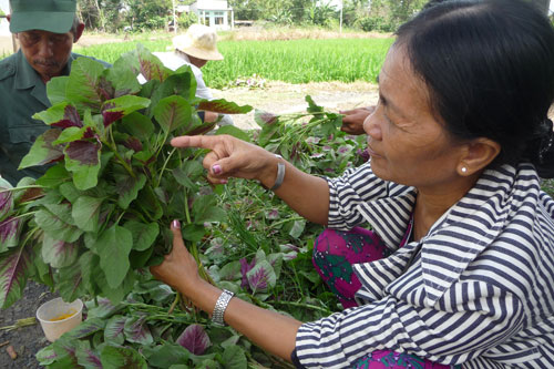 Bà Nguyễn Thị Giỏi đang hướng dẫn cách chọn rau an toàn