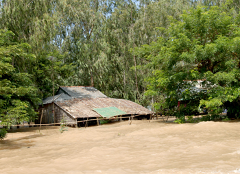 Nhiều nhà tại huyện Châu Đốc (An Giang) bị ngập sâu trong lũ